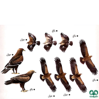 گونه عقاب خالدار کوچک Lesser Spotted Eagle